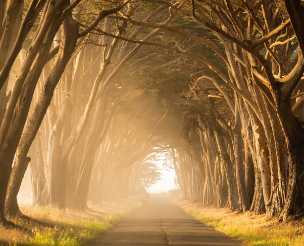 A road flanked by trees